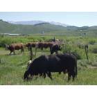 Pinedale: Ranching in Sublette County