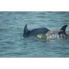 South Padre Island: Bottle Nose Dolphins off South Padre Island