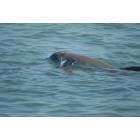 South Padre Island: Bottle Nose Dolphins off South Padre Island