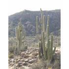 Phoenix: : Saguaro Cactus