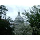 Washington: Washington, DC: Springtime at the United States Capitol