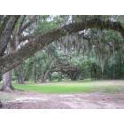 New Iberia: : Oak Trees With Spanish Moss, Avery Island, near New Iberia, LA