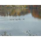 Youngstown: Lake Glacier with ducks