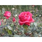 Youngstown: Roses at the Rose Garden
