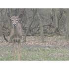 Lyons: deer in forest @ 47th & harlem...