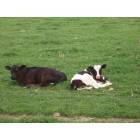 Lawrenceburg: Spring Calves Outside of Lawrenceburg