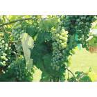 Richland: Grape Vineyard, Richland, WA