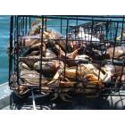 Port Angeles: : Pot Full O' Dungeness Crab!