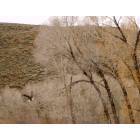Gunnison: Bald eagle