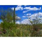 Tucson: : Desert field off of Orange Grove Road