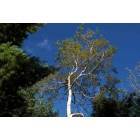 Superior: Sky From Campgrounds At Amnicon Falls State Park