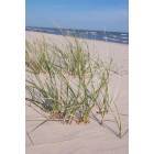 Sheboygan: Beach Grass at Kohler-Andrae State Park