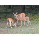 Thompson Falls: Doe with Twin Fawns