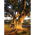 Lahaina: Banyon Tree At Honokowai Beach Park Lahaina