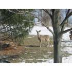 Industry: Deer in back yard Industry, PA