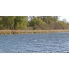 Kendallville: Swans in Bixler Lake, Kendallville, Indiana