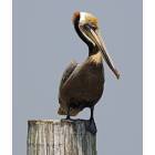 Corpus Christi: Bay Watcher