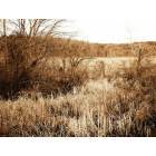 Marshfield: : one of the "marshes" in Marshfield, MA