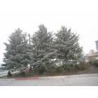 Elko: : Snow falling on pretty trees in a store parking lot.