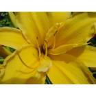 Columbia: Spring Flowers in Bloom