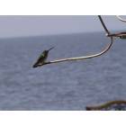 Columbia: Hummingbird in Columbia