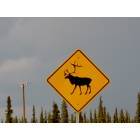 Wasilla: : Caribou Crossing