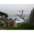 Carmel-by-the-Sea: Ghost Tree View Point, 17 Mile Drive