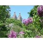 New York: : Central Park Lilacs