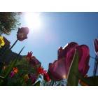 Albany: flowers at tulip fest