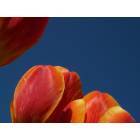 Albany: : flowers at tulip fest