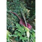 Garden Home-Whitford: Amorphophallus, Mr. Stinky