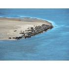 Waldport: Sea Lions off the Alsea Bay Bridge At Low Tide