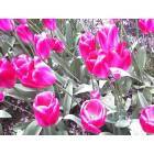 Sumner: Last days at Van Lierop Bulb Farm