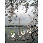 Washington: Cherry Blossom in DC, 2007