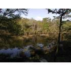 Mount Pleasant:  Marsh at high tide--my backyard