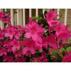 Mount Pleasant: Azaleas--my front yard