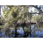 Marrero: Jean Lafitte State Park in Marrero, Louisiana ( cypress swamps)