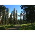 Prineville: Pine Forest in the Ochoco Mtns. ten minutes from Prineville