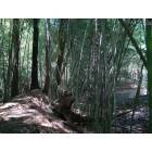 Prattville: Bamboo In Wilderness Park Prattville, AL