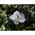 Belle Chasse: Beautiful magnolias grown in Belle Chasse, louisiana
