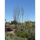 Tucson: : Flora, Fauna, Rocks, and Stuff