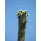 Tucson: : Saguaro in Bloom