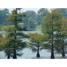Lake Village: Cypress trees on Lake Village
