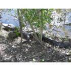 Marrero: Jean Lafitte State Park in Marrero, Louisiana ( alligator )