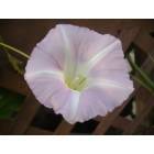 Marshallville: morning glory in June