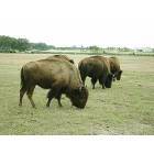 The Villages: : GRAZING BUFFALO IN THE VILLAGES