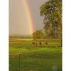 Valley Springs: Rainbow and horses, it doesn't get any better than this.