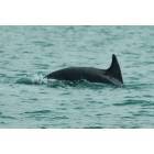 Sebastian: Dolphin in the Indian River