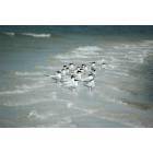 Sebastian: Seagulls