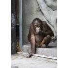 Erie: : Leela. baby orangutan at the Erie zoo